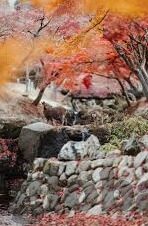 糖心app破解版无限观看-